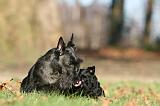 SCOTTISH TERRIER 037